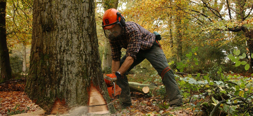 Workwear and PPE for Forestry
